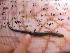  ( - CN1497)  @13 [ ] CreativeCommons - Attribution Non-Commercial No Derivatives (2015) Raquel Vasconcelos IBE, Institute of Evolutionary Biology (CSIC-UPF)