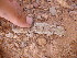  ( - CIBIO.5901)  @11 [ ] Copyright (c) (2011) JC Brito CIBIO