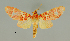  (Hyponerita - MUSM-ArctVBC113)  @15 [ ] Copyright (2017) Juan Grados Museo de Historia Natural, UNMSM, Lima, Perú