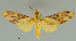  ( - MUSM-ArctVBC117)  @11 [ ] Copyright (2017) Juan Grados Museo de Historia Natural, UNMSM, Lima, Perú