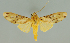  ( - MUSM-ArctVBC125)  @11 [ ] Copyright (2017) Juan Grados Museo de Historia Natural, UNMSM, Lima, Perú