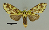  (Symphlebia nr. muscosa - MUSM-ArctVBC132)  @14 [ ] Copyright (2017) Juan Grados Museo de Historia Natural, UNMSM, Lima, Perú