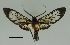  (Heterodontia nr. decisa - MUSM-ArctVBC163)  @14 [ ] Copyright (2017) Juan Grados Museo de Historia Natural, UNMSM, Lima, Perú