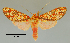  (Cresera ilus - MUSM-ArctVBC171)  @15 [ ] Copyright (2017) Juan Grados Museo de Historia Natural, UNMSM, Lima, Perú