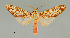  (Cresera similis - MUSM-ArctVBC174)  @15 [ ] Copyright (2017) Juan Grados Museo de Historia Natural, UNMSM, Lima, Perú