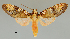  ( - MUSM-ArctVBC176)  @14 [ ] Copyright (2017) Juan Grados Museo de Historia Natural, UNMSM, Lima, Perú
