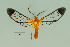  (Heterodontia cardinale - MUSM-ArctVBC223)  @14 [ ] Copyright (2017) Juan Grados Museo de Historia Natural, UNMSM, Lima, Perú