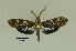  ( - MUSM-ArctVBC248)  @11 [ ] Copyright (2017) Juan Grados Museo de Historia Natural, UNMSM, Lima, Perú