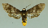  ( - MUSM-ArctVBC276)  @11 [ ] Copyright (2017) Juan Grados Museo de Historia Natural, UNMSM, Lima, Perú