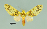  ( - MUSM-ArctVBC277)  @12 [ ] Copyright (2017) Juan Grados Museo de Historia Natural, UNMSM, Lima, Perú