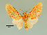  (Eriostepta sp - MUSM-ArctVBC285)  @11 [ ] Copyright (2017) Juan Grados Museo de Historia Natural, UNMSM, Lima, Perú