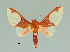  (Neonerita marpessa - MUSM-ArctVBC305)  @11 [ ] Copyright (2018) Juan Grados Museo de Historia Natural, UNMSM, Lima, Perú