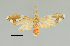  ( - MUSM-ArctVBC342)  @13 [ ] Copyright (2018) Juan Grados Museo de Historia Natural, UNMSM, Lima, Perú