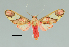  (Neonerita nr. dorsipuncta - MUSM-ArctVBC353)  @11 [ ] Copyright (2018) Juan Grados Museo de Historia Natural, UNMSM, Lima, Perú
