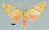  ( - MUSM-ArctVBC355)  @11 [ ] Copyright (2018) Juan Grados Museo de Historia Natural, UNMSM, Lima, Perú
