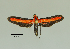  ( - MUSM-ArctVBC373)  @11 [ ] Copyright (2018) Juan Grados Museo de Historia Natural, UNMSM, Lima, Perú