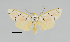  (Aphyle margaritaceus - MUSM-ArctVBC387)  @14 [ ] Copyright (2018) Juan Grados Museo de Historia Natural, UNMSM, Lima, Perú