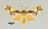  ( - MUSM-ArctVBC482)  @11 [ ] Copyright (2018) Juan Grados Museo de Historia Natural, UNMSM, Lima, Perú