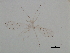  (Calaphis viridipallida - CNC#HEM057419)  @14 [ ] CreativeCommons - Attribution (2009) Unspecified Centre for Biodiversity Genomics