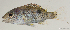  ( - T0903_008)  @11 [ ] CreativeCommons - Attribution Non-Commercial Share-Alike (2018) Henitsoa Jaonalison IH.SM, Toliara, Madagascar