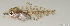  ( - T1101_020)  @11 [ ] CreativeCommons - Attribution Non-Commercial Share-Alike (2018) Henitsoa Jaonalison IH.SM, Toliara, Madagascar