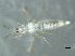  ( - CNC#HEM067806)  @11 [ ] CreativeCommons - Attribution (2010) CBG Photography Group Centre for Biodiversity Genomics
