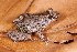  (Leptodactylus petersii - AF5954)  @11 [ ] Unspecified (default): All Rights Reserved  Unspecified Unspecified