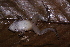  (Leptodactylus validus - AF5972)  @11 [ ] Unspecified (default): All Rights Reserved  Unspecified Unspecified