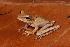  (Boana aff. multifasciata - AF5989)  @11 [ ] Unspecified (default): All Rights Reserved  Unspecified Unspecified