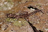  (Pseudogonatodes guianensis - AF6012)  @11 [ ] Unspecified (default): All Rights Reserved  Unspecified Unspecified