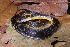  (Erythrolamprus - AF6049)  @11 [ ] Unspecified (default): All Rights Reserved  Unspecified Unspecified