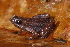  (Chiasmocleis haddadi - AF6052)  @11 [ ] Unspecified (default): All Rights Reserved  Unspecified Unspecified