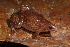  (Otophryninae - AF6054)  @11 [ ] Unspecified (default): All Rights Reserved  Unspecified Unspecified