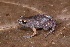  (Chiasmocleis shudikarensis - AF6059)  @11 [ ] Unspecified (default): All Rights Reserved  Unspecified Unspecified