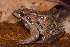  (Leptodactylus guianensis - AF6063)  @11 [ ] Unspecified (default): All Rights Reserved  Unspecified Unspecified
