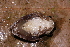  (Alopoglossus - AF6079)  @11 [ ] Unspecified (default): All Rights Reserved  Unspecified Unspecified