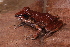  (Anolis chrysolepis - AF6084)  @11 [ ] Unspecified (default): All Rights Reserved  Unspecified Unspecified