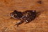  (Boana aff. semilineata - AF6098)  @11 [ ] Unspecified (default): All Rights Reserved  Unspecified Unspecified
