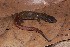  (Dendrophidion - AF6120)  @11 [ ] Unspecified (default): All Rights Reserved  Unspecified Unspecified