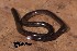  (Anomalepididae - AF6127)  @11 [ ] Unspecified (default): All Rights Reserved  Unspecified Unspecified