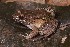 (Leptodactylus fremitus - AF6134)  @11 [ ] Unspecified (default): All Rights Reserved  Unspecified Unspecified