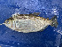  (Brycon falcatus - FMNH153305)  @11 [ ] Unspecified (default): All Rights Reserved  Unspecified Unspecified