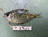  (Moenkhausia surinamensis - FMNH153312)  @11 [ ] Unspecified (default): All Rights Reserved  Unspecified Unspecified