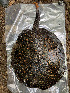  (Potamotrygon boesemani - FMNH153325.1)  @11 [ ] Unspecified (default): All Rights Reserved  Unspecified Unspecified
