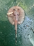  (Potamotrygon cf.boesemani - FMNH153325.2)  @11 [ ] Unspecified (default): All Rights Reserved  Unspecified Unspecified