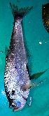  (Cynodon septenarius - FMNH152924)  @11 [ ] Unspecified (default): All Rights Reserved  Unspecified Unspecified