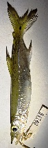  (Acestrorhynchus falcirostris - FMNH152940)  @11 [ ] Unspecified (default): All Rights Reserved  Unspecified Unspecified