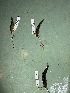  (Characidium crandelli - FMNH152973.2)  @11 [ ] Unspecified (default): All Rights Reserved  Unspecified Unspecified
