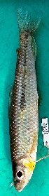  (Leporinus nigrotaeniatus - FMNH152998)  @11 [ ] Unspecified (default): All Rights Reserved  Unspecified Unspecified