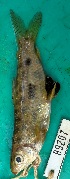  (Hypomasticus megalepis - FMNH152549)  @11 [ ] Unspecified (default): All Rights Reserved  Unspecified Unspecified